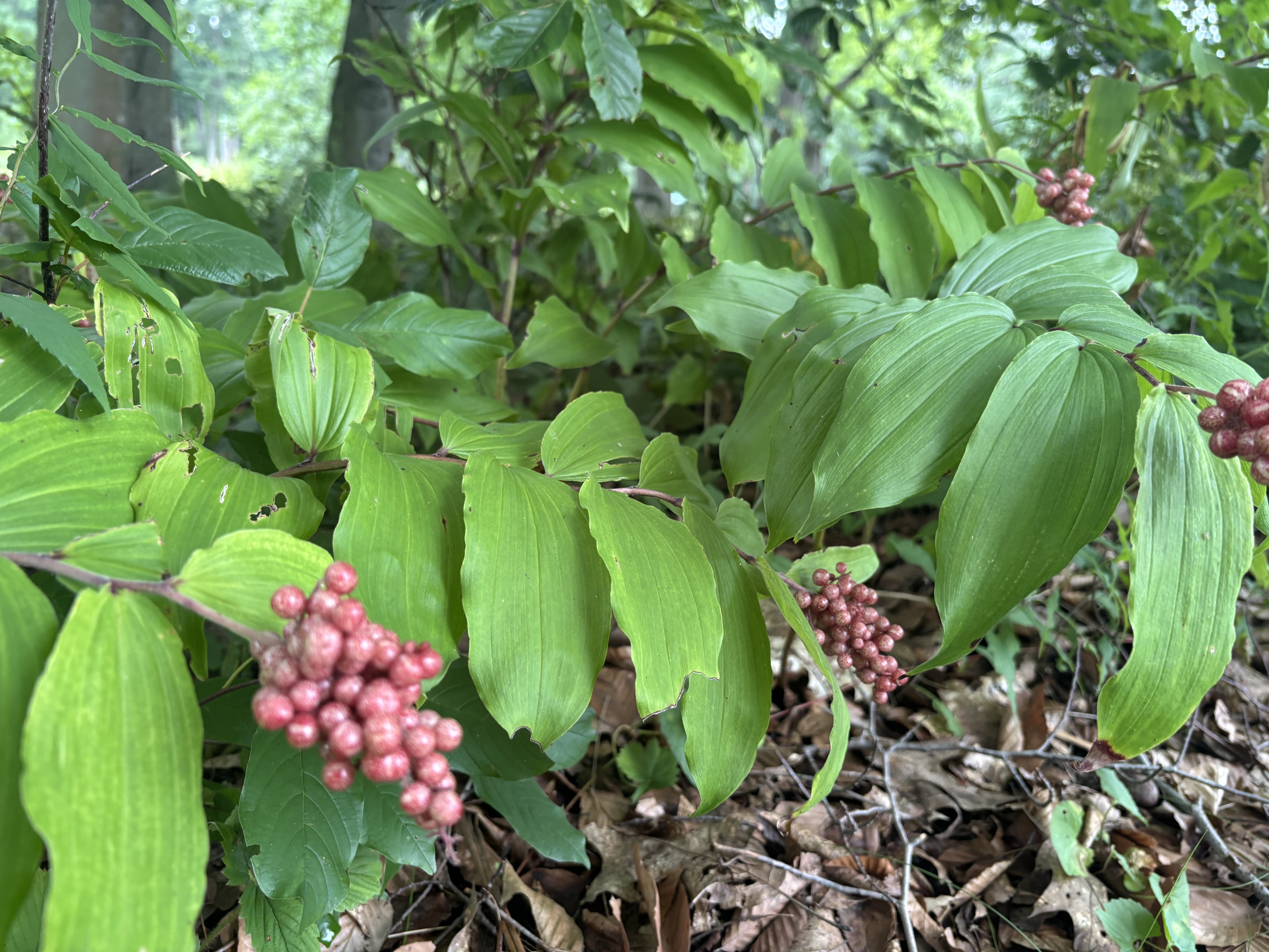 Solomon's seal, Beech Grove