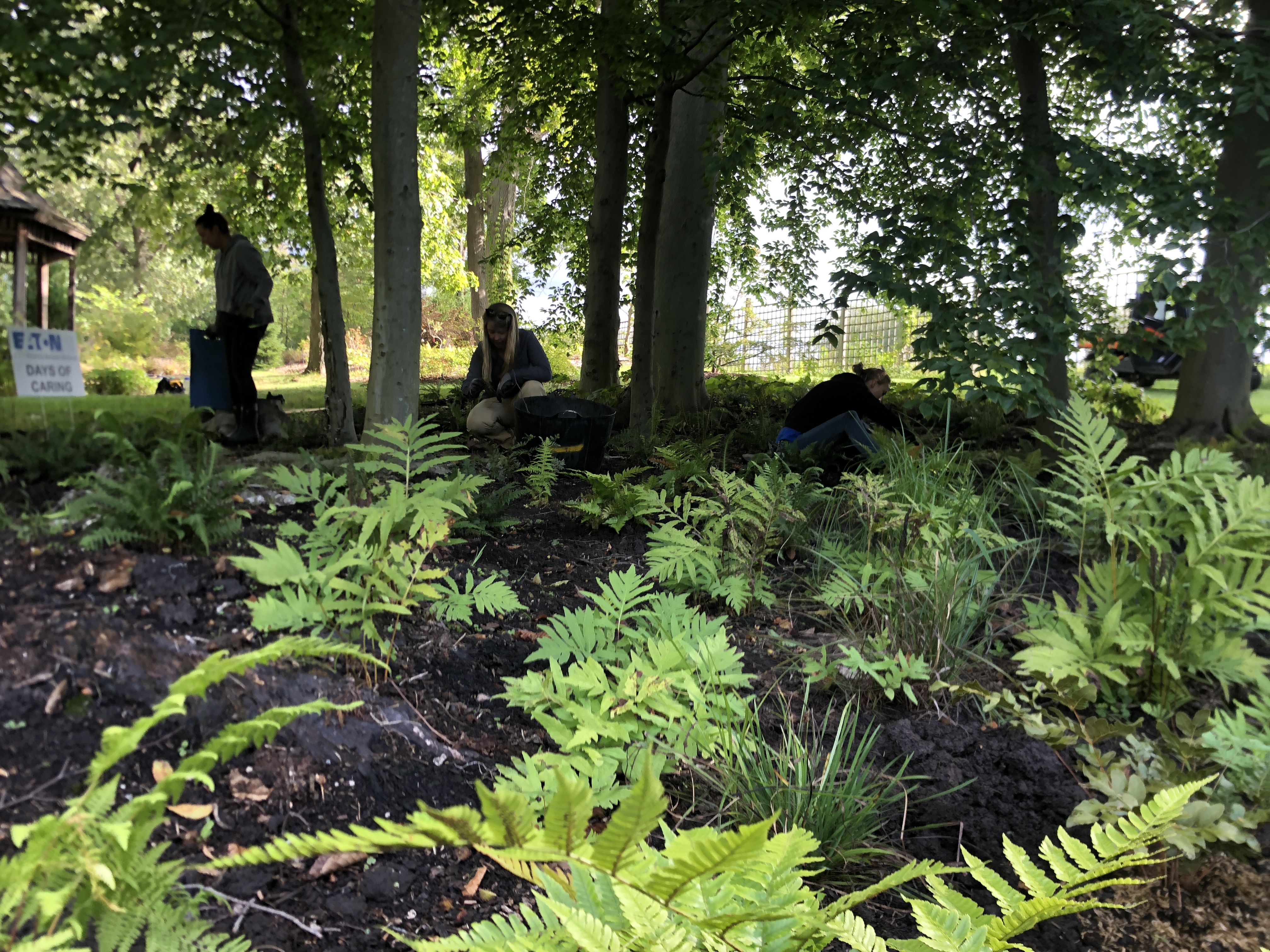 Beech Grove planting