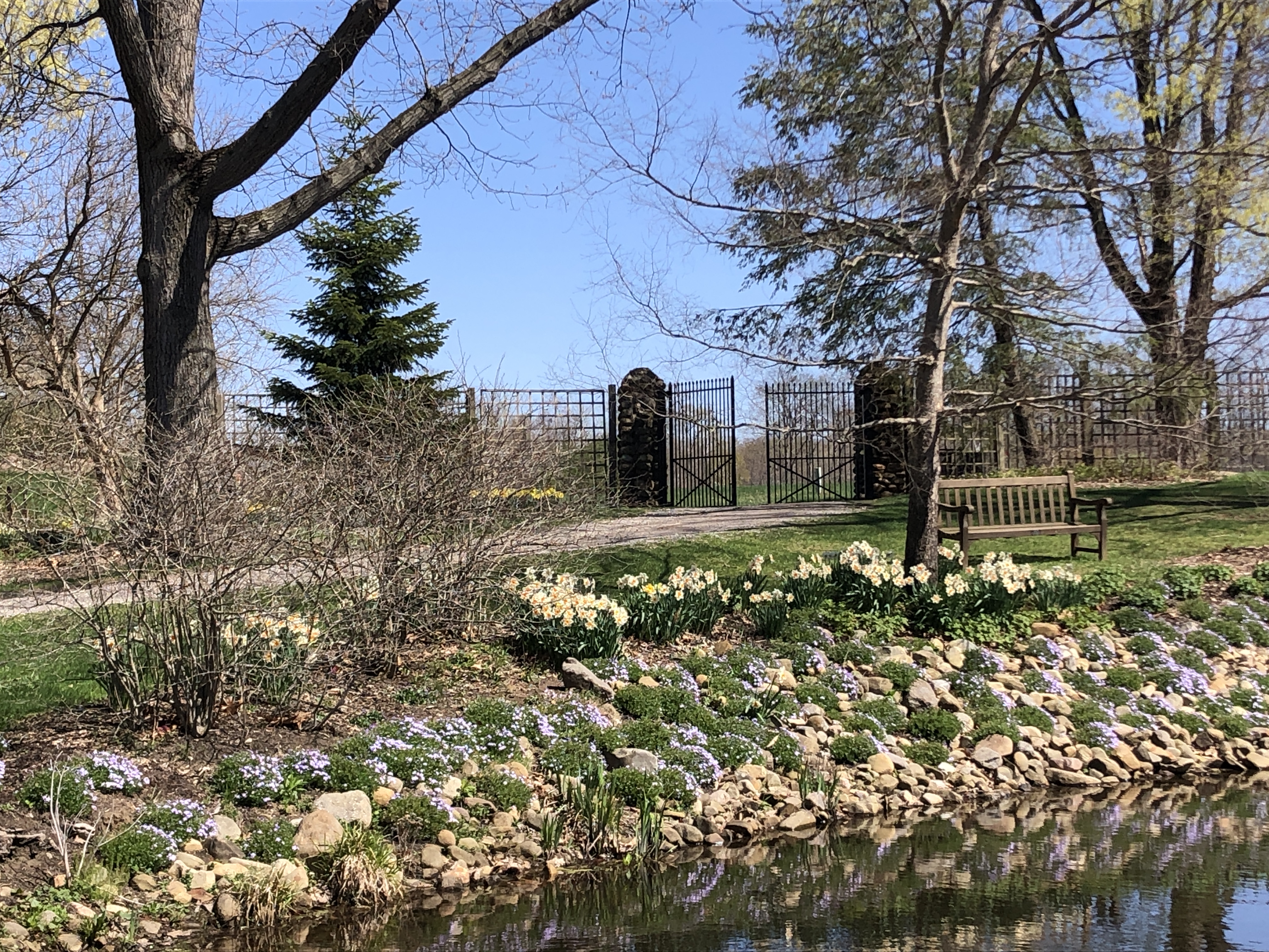 Phlox and daffodils, Logsdon Pond East