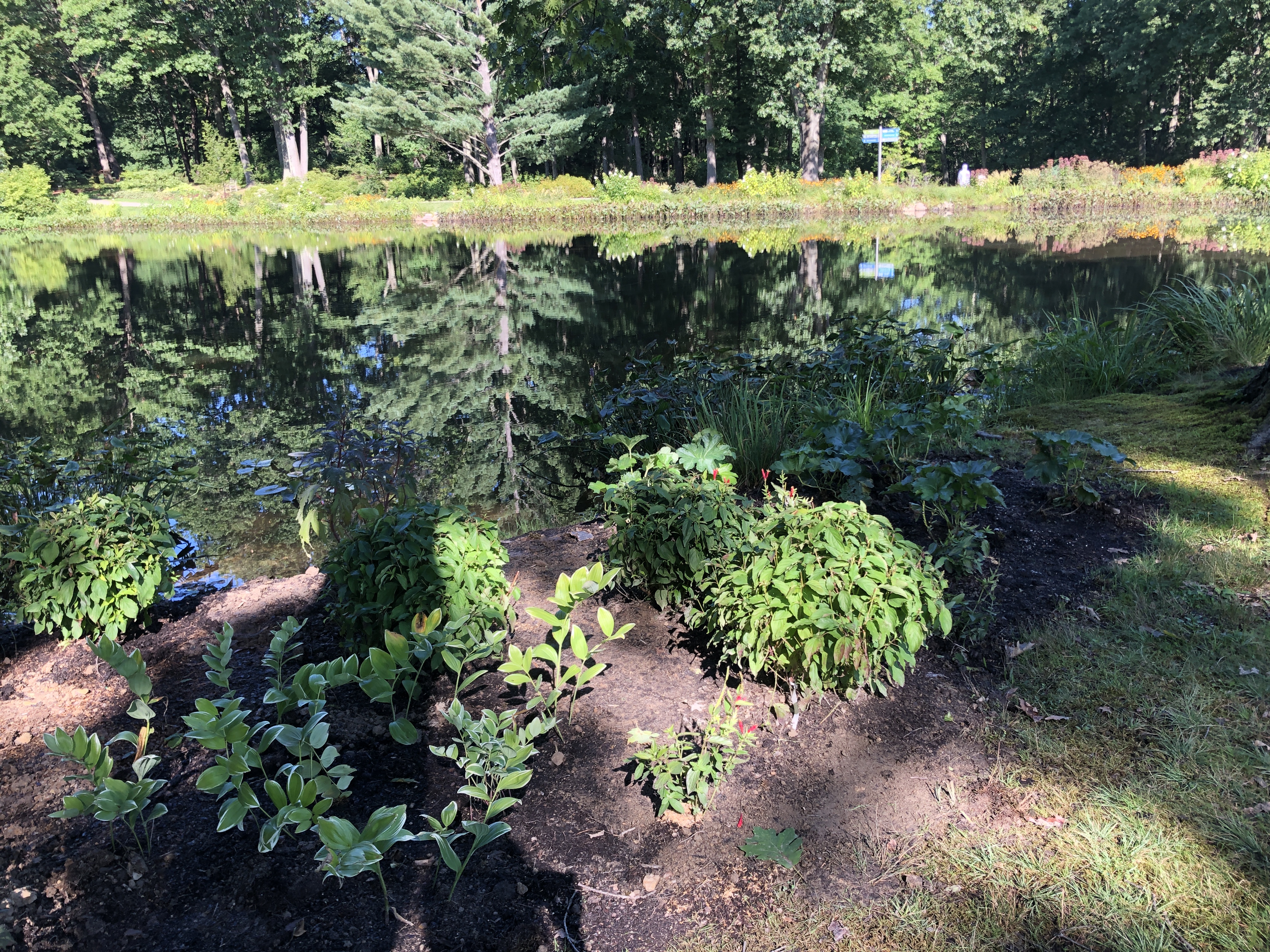 Logsdon Pond East planting