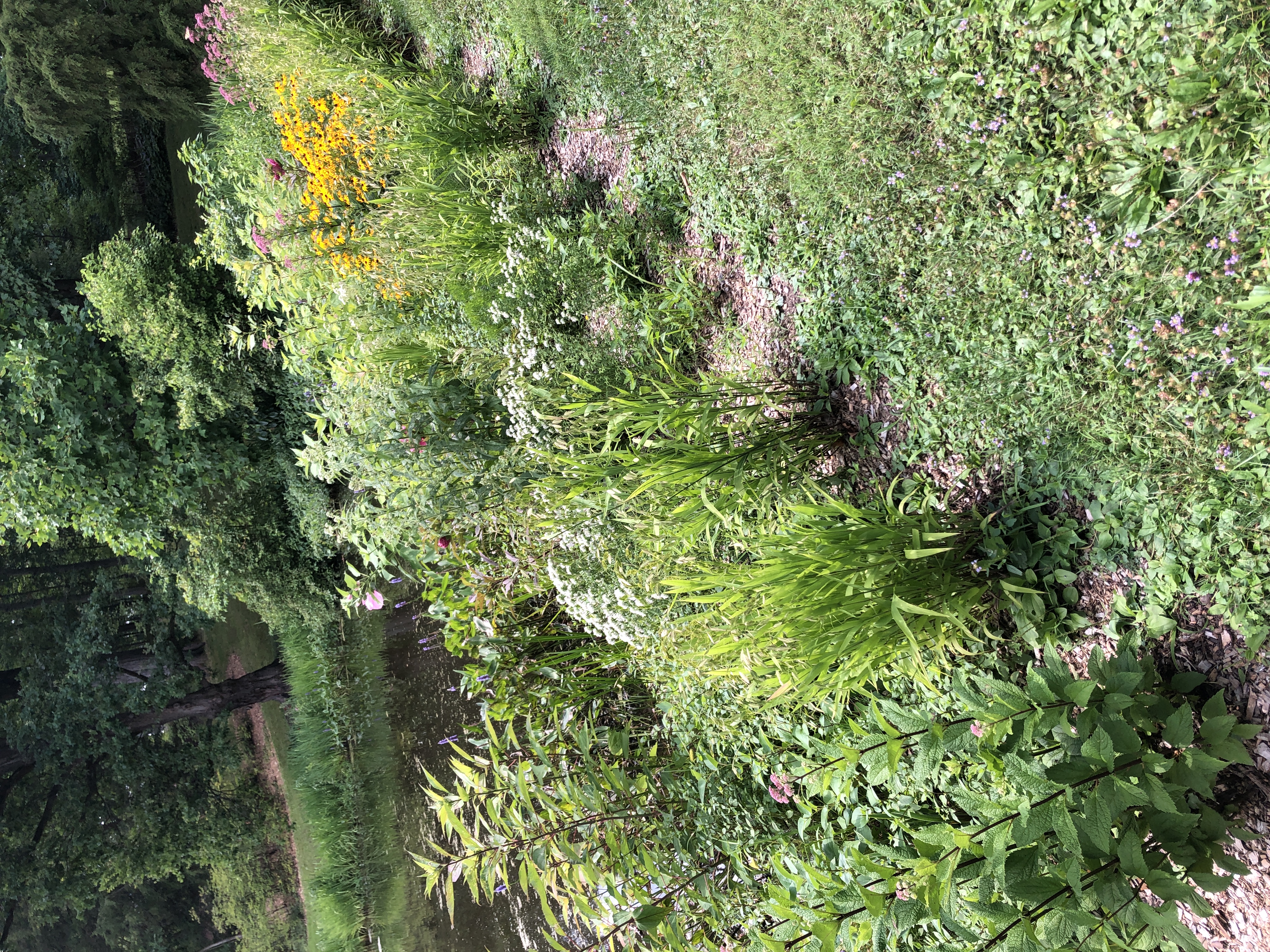 Perennial planting, Logsdon Pond West
