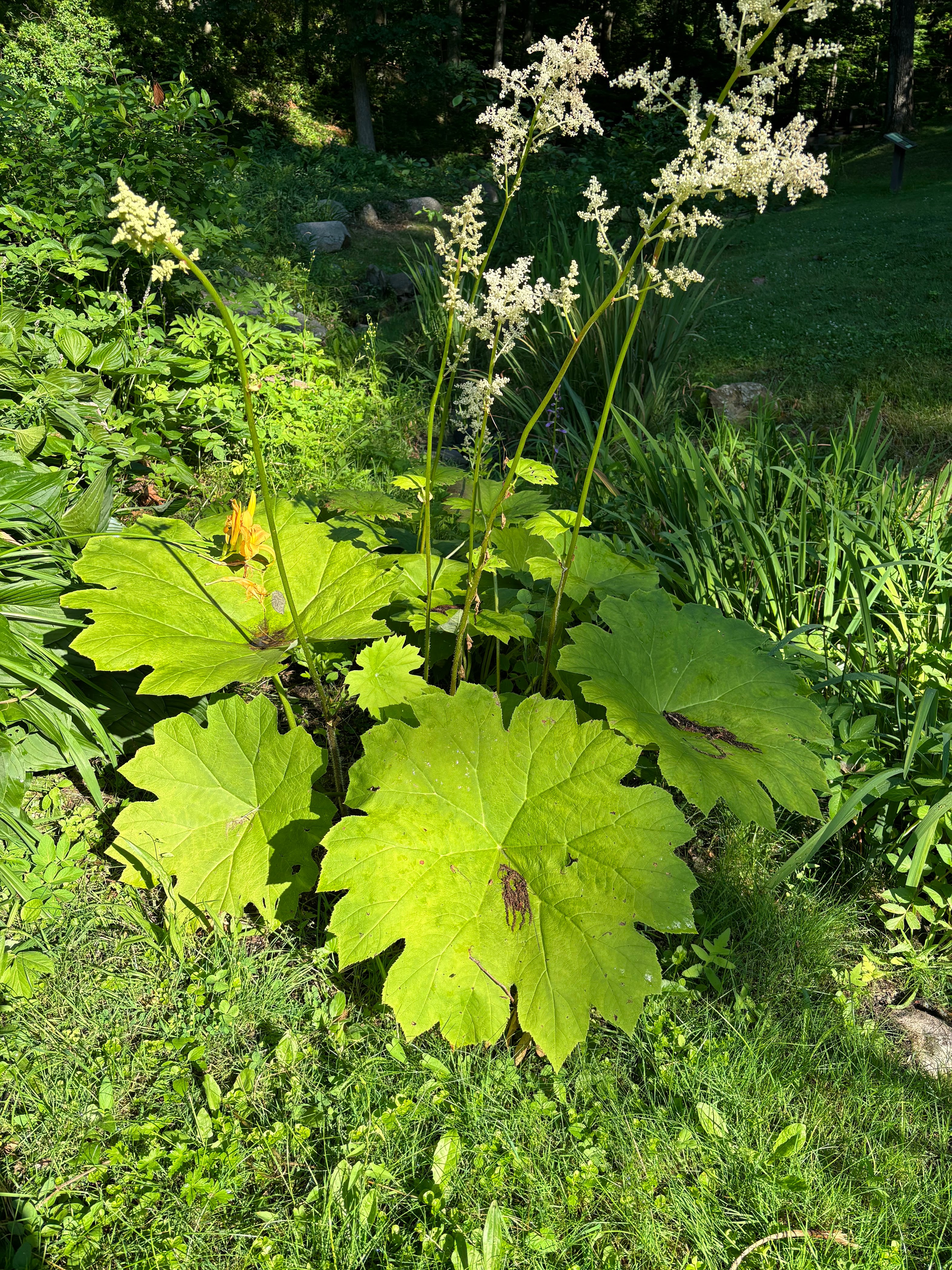 Astilboides