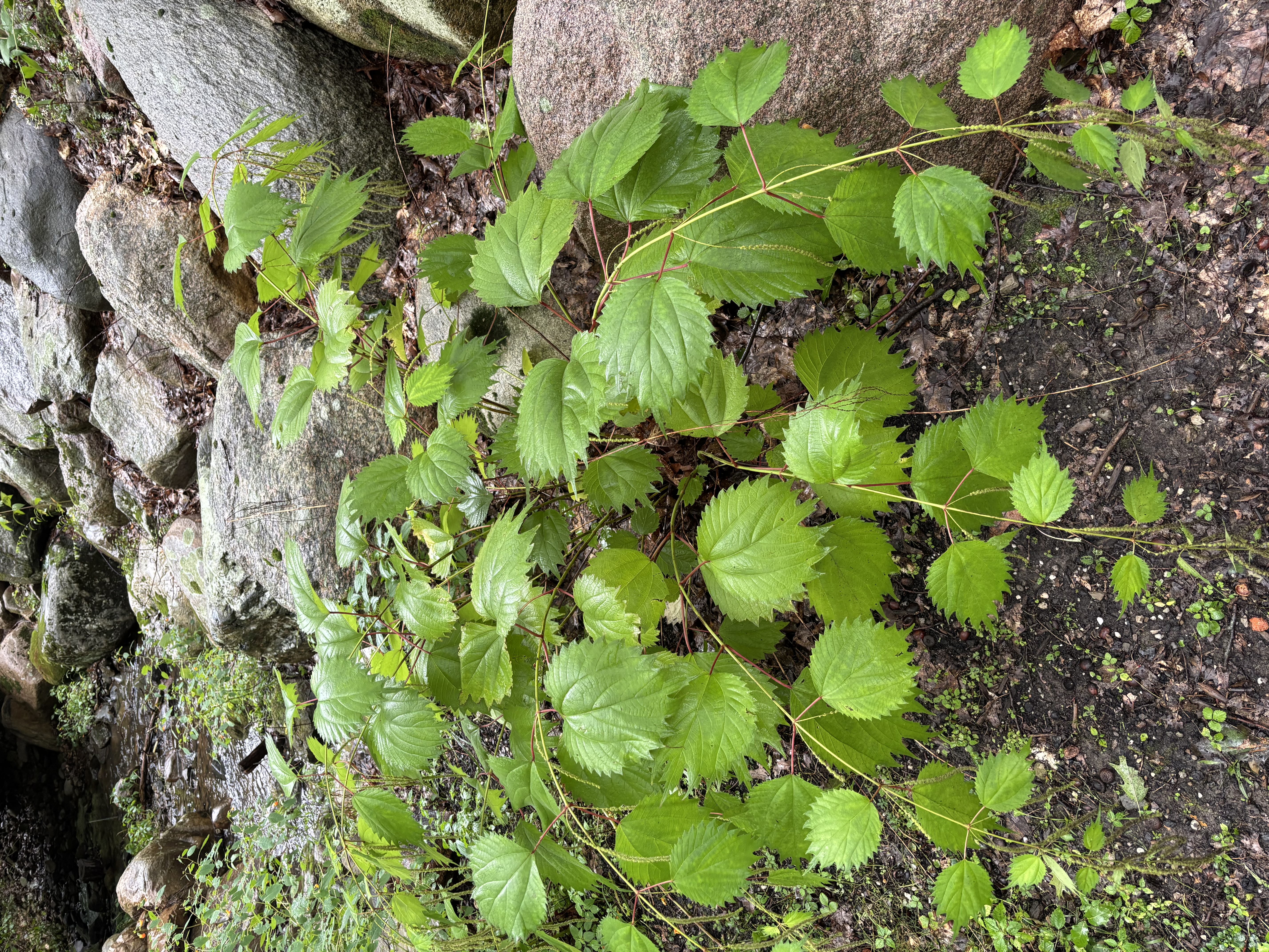 Boehmeria japonica