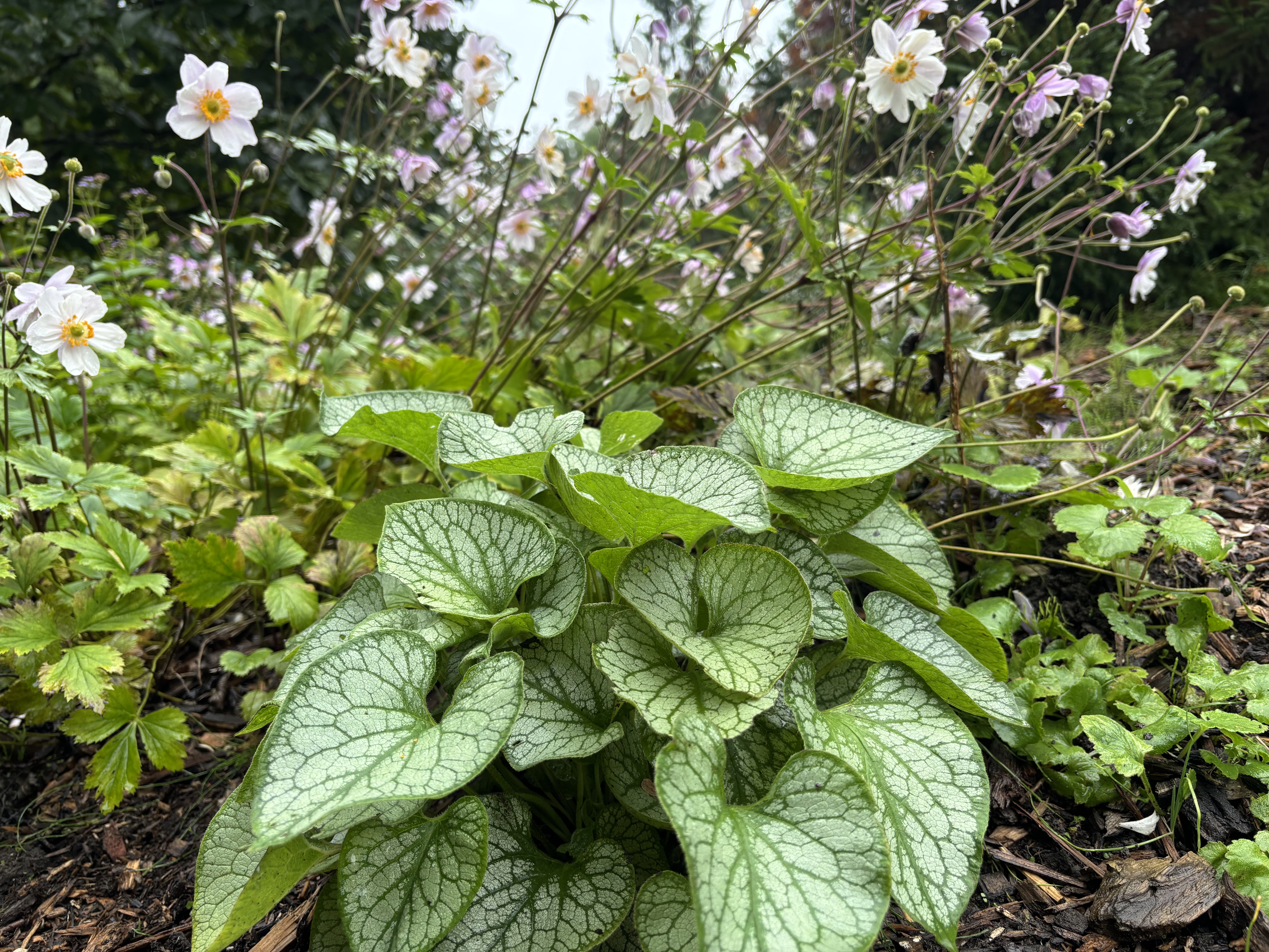 Brunnera planting