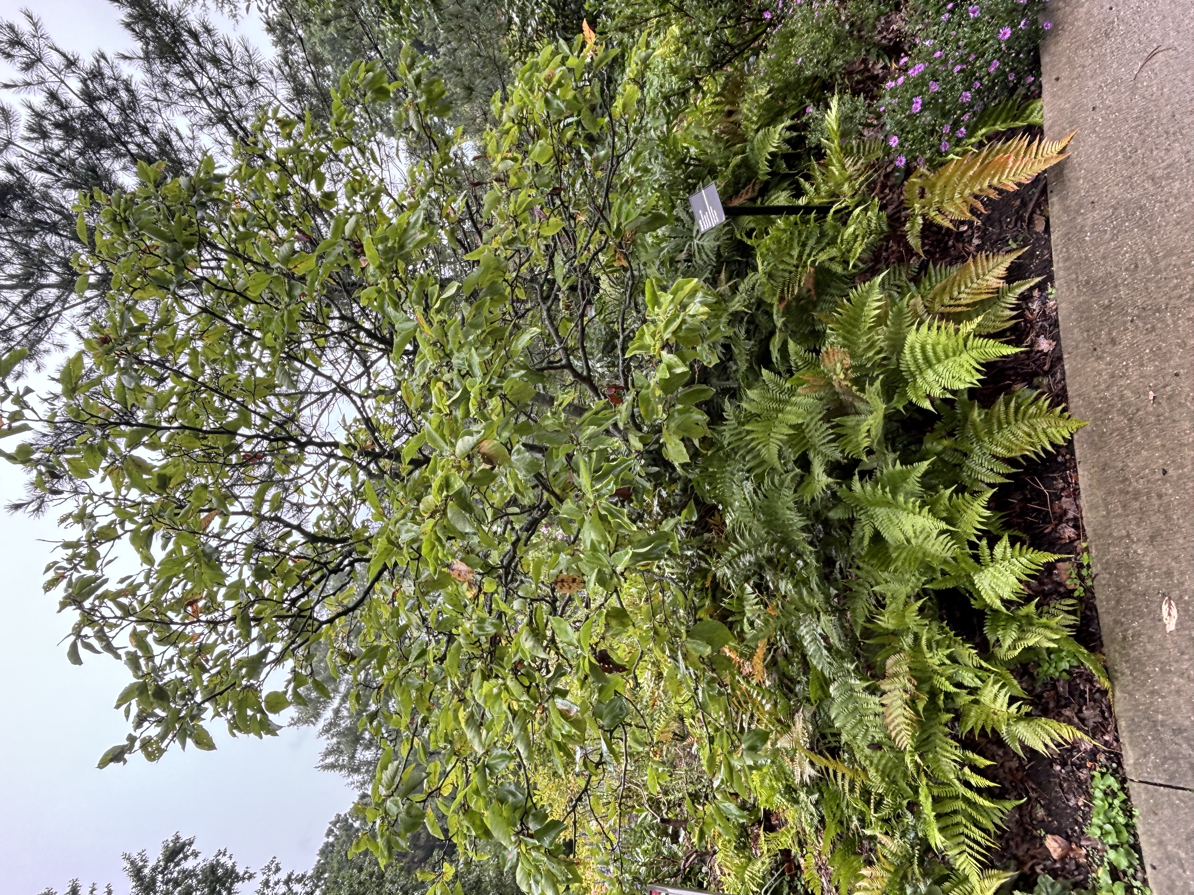 Ferns